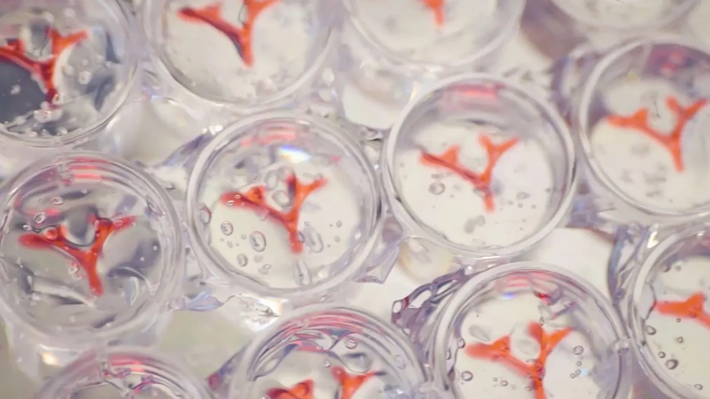 Petri dishes showing manufactured human tissue