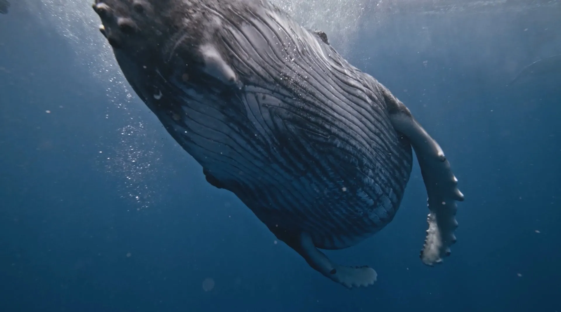 Bioxegy sfrutta la selezione naturale per l'innovazione tecnologica 