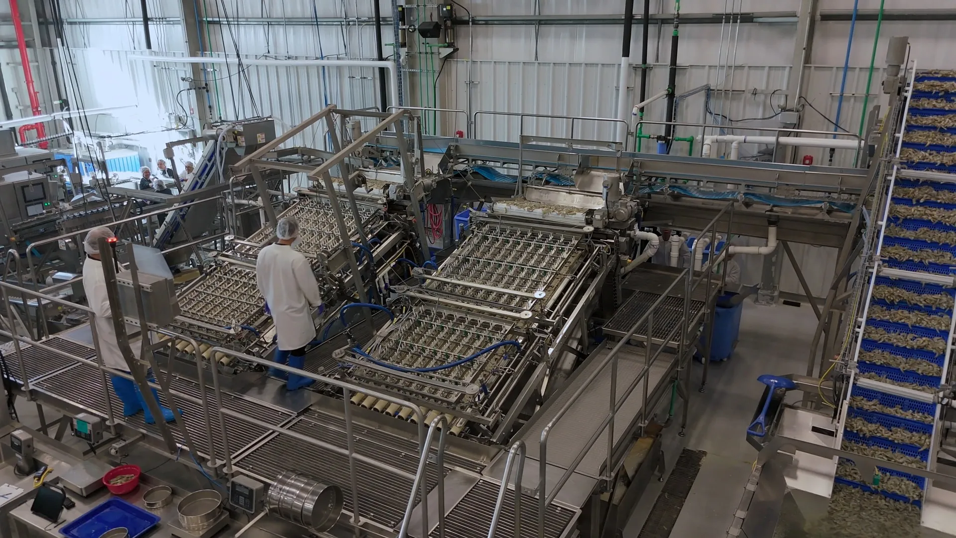 Shrimp Production