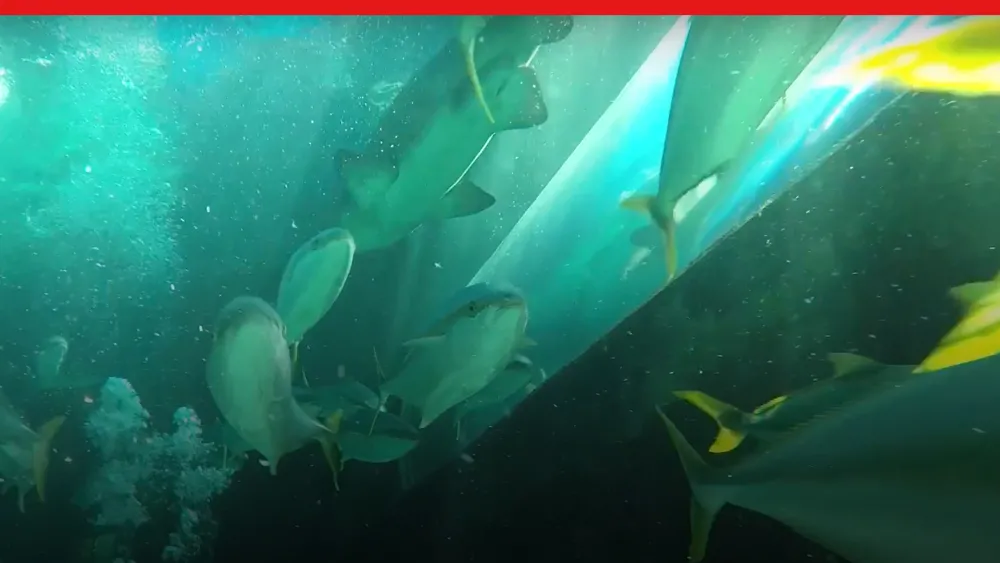 Zombait Robotic Lures Designed in SOLIDWORKS